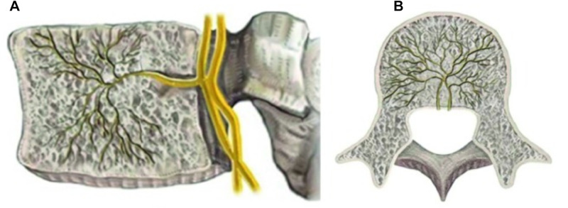 Basivertebral nerve anatomy — sagittal and axial views