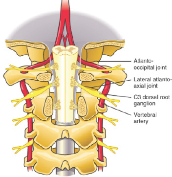 C1-2 joint — vertebral artery anatomy diagram